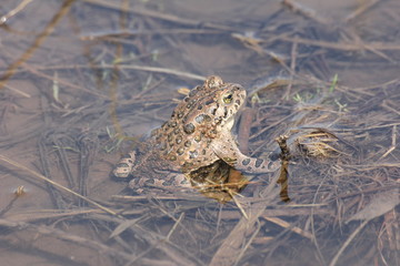 frog