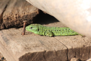 reptile