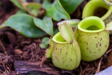 Nepenthes or monkey cup close up showing a natural trap for catching insects as foods. Carnivorous plant growing in a botanical garden in Northern Thailand.