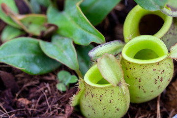 Nepenthes or monkey cup close up showing a natural trap for catching insects as foods. Carnivorous plant growing in a botanical garden in Northern Thailand.
