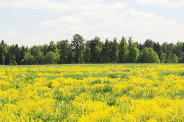 Obraz premium Field of rapeseed in Kostroma region, Russia