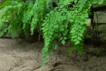 beautiful tropical fern grows along a sand path