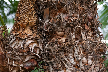 trunk of a palm tree close-up.