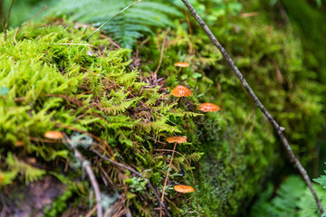 Green moss and brown mushrooms grow on a fallen tree trunk in Altai, Russia