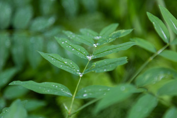 Water drops after a rain on the leaves of Altai, Russia