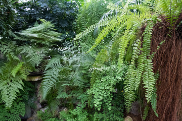 Many different ferns in one photo