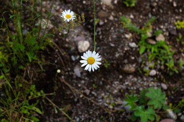 Delicate daisy flower close up on a background of green grass on Altai, Russia