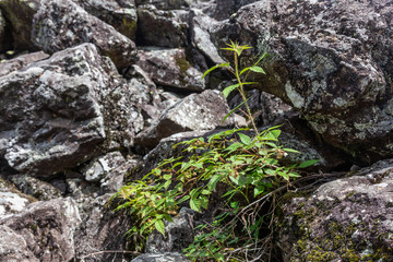 Wild rose bush grows among the bare stones of Altai, Russia