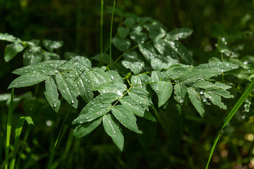 Water drops after a rain on the leaves in Altai, Russia