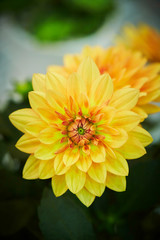 flowers in the garden