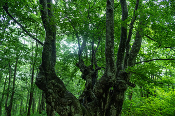  Akita Prefecture Nikaho up this great king	秋田県にかほ市　あがりこ大王