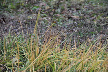 green grass in the field