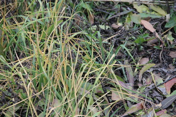 grass in the garden