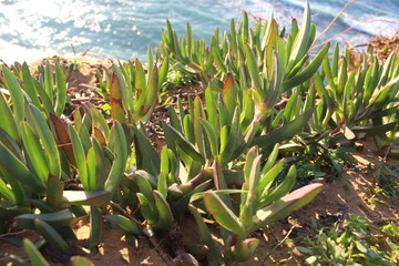 close up of ra andom plant
