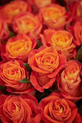 bouquet of orange roses