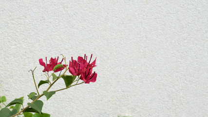 Bougainvillea and Walls