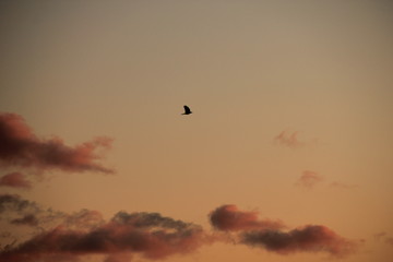 birds flying in the sky