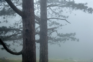 Trees in the fog. Nature of the Pyrenees. La Rhune mountain, Basque country, France