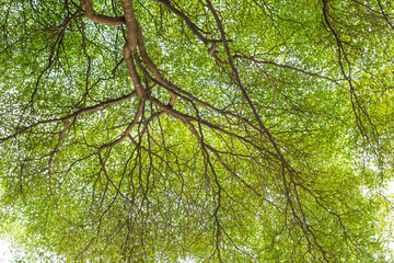 Fototapeta premium Detailed of tree branches with green leaf