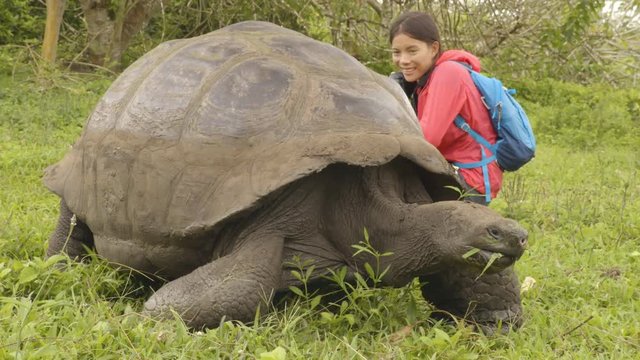 Galapagos Giant Tortoise and woman tourist on Santa Cruz Island in Galapagos Islands. Animals, nature and wildlife video close up of tortoise in the highlands of Galapagos, Ecuador, South America.
