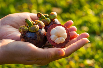 Three mangosteens in hand on shiny green bokeh background