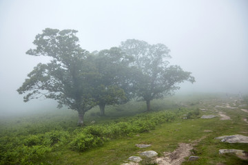 Trees in the fog. Nature of the Pyrenees. La Rhune mountain, Basque country, France