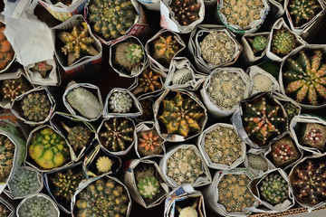 Cactus and succulent in pots..