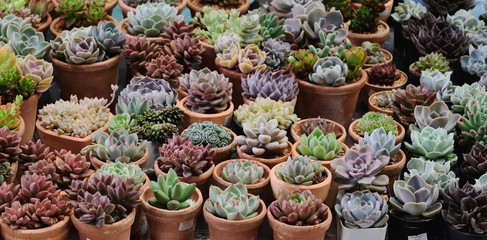 Cactus and succulent in pots