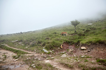 La Rhune, France: Foal grazing on a hillside in the fog.  Young horse eating green fresh grass in a mountain pasture