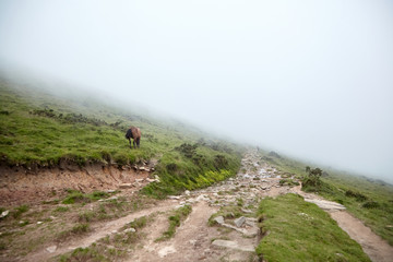 Hiking trail and brown horse on the green slope. Foggy summer day. La Rhune mountain, Basque country, France