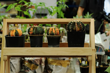 Cactus and succulent in pots