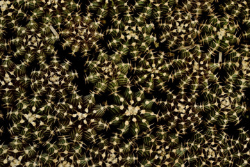 Cactus and succulent in pots