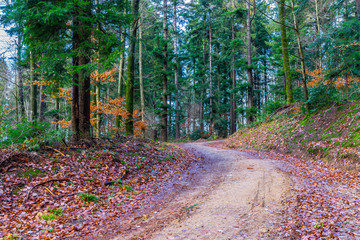 Germany, Hike trail along conifer trees in coniferous forest nature of black forest