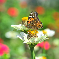 butterfly on flower