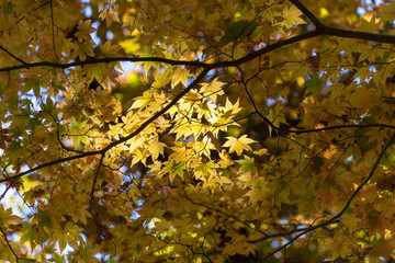 Usui Lake autumn leaves