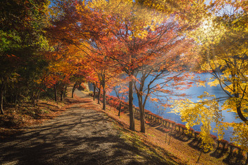 Usui Lake Autumn