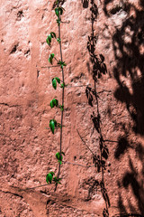 Ivy on the wall of the monastery