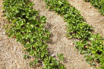 Growing strawberries, rows of green bushes