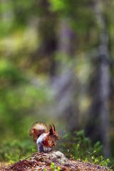 The red squirrel or Eurasian red sguirrel (Sciurus vulgaris) sitting in the scandinavian forest. Squirrel in a typical environment.