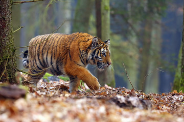 The Siberian tiger (Panthera tigris tigris),also called Amur tiger (Panthera tigris altaica) walking through the forest. Young tiger in the in a natural environment.