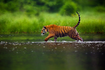 The Siberian tiger (Panthera tigris tigris),also called Amur tiger (Panthera tigris altaica)...