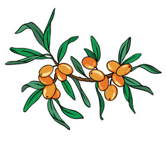 Buckthorn branch with berries and leaves ioslated on white background. Hand drawn vector illustration. 