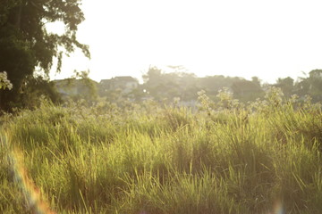 Obraz premium Dewfall