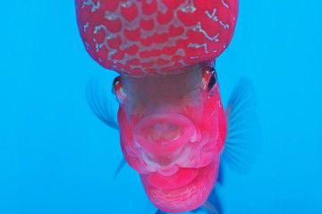 Close up front face of beautiful Flower horn cichlid diving in fresh water glass tank with blue background, aquarium fish in Thailand.