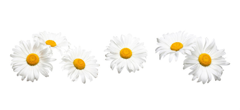 White chamomile flowers isolated on white background, floral collage