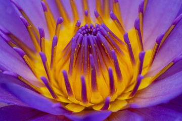 Obraz premium Lotus and water lily flowers close up in the pond with bright colors of petals and pollen. beautiful nature gives peaceful and serene atmosphere. Lotus and water lily flowers are symbol in Buddhism