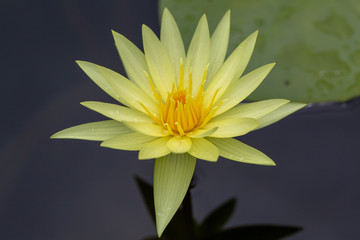 Lotus and water lily flowers  close up in the pond with bright colors of petals and pollen. beautiful nature gives peaceful and serene atmosphere.  Lotus and water lily flowers are symbol in Buddhism