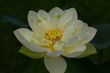 Lotus and water lily flowers  close up in the pond with bright colors of petals and pollen. beautiful nature gives peaceful and serene atmosphere.  Lotus and water lily flowers are symbol in Buddhism