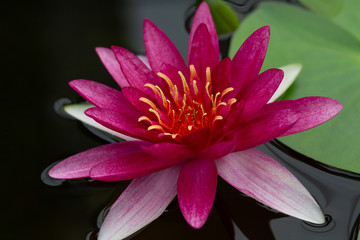 Lotus and water lily flowers  close up in the pond with bright colors of petals and pollen. beautiful nature gives peaceful and serene atmosphere.  Lotus and water lily flowers are symbol in Buddhism