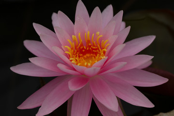 Lotus and water lily flowers  close up in the pond with bright colors of petals and pollen. beautiful nature gives peaceful and serene atmosphere.  Lotus and water lily flowers are symbol in Buddhism